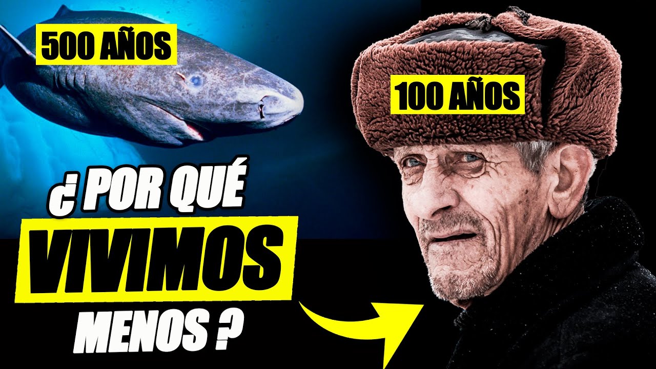 porque los animales viven menos que los humanos