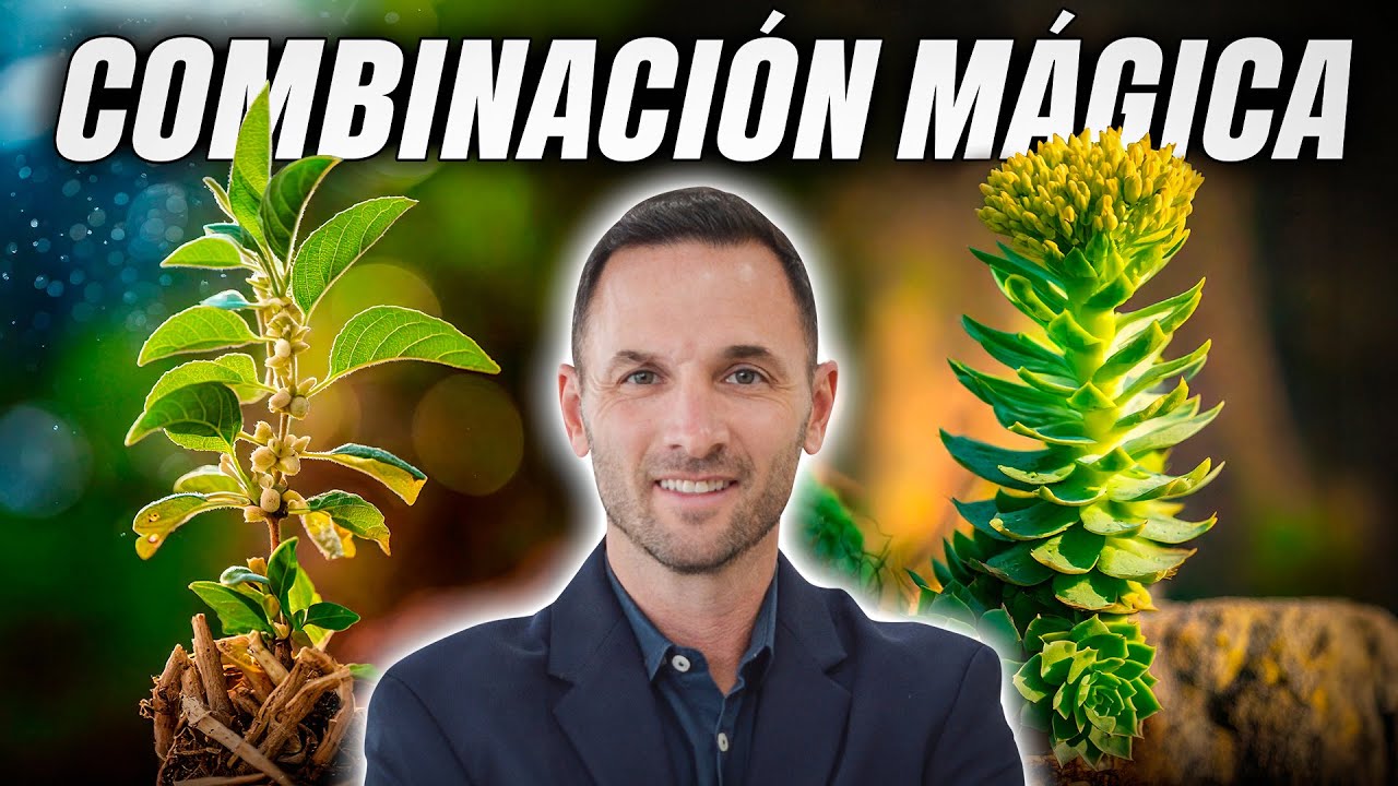 puedo tomar rhodiola y ashwagandha juntos