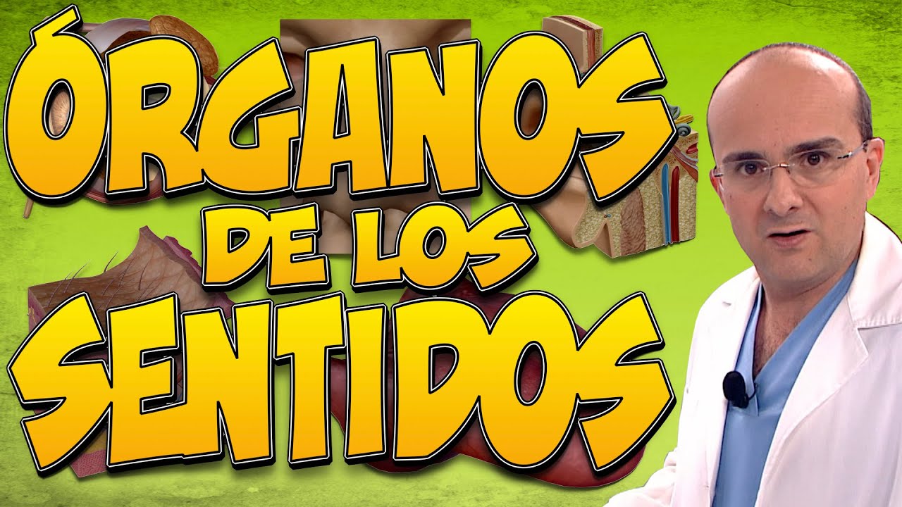q son los organos de los sentidos