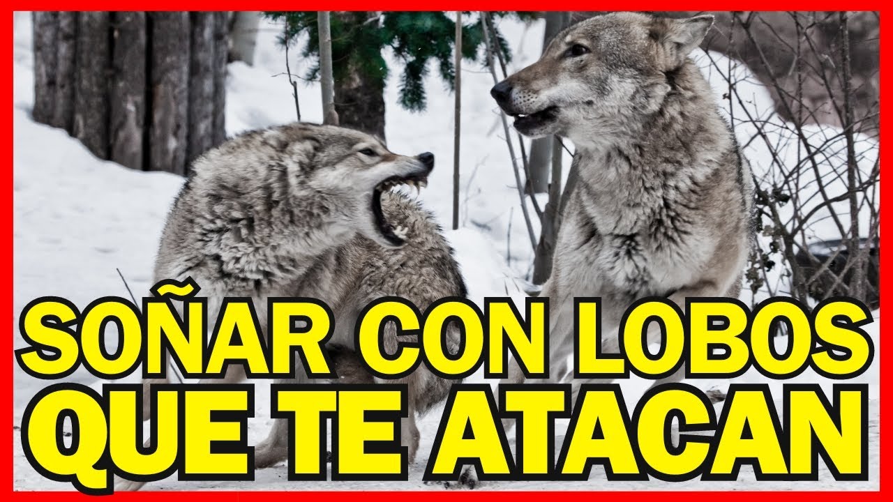 que significa soñar con lobos que no me atacan