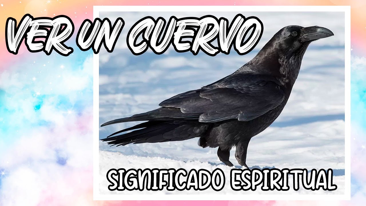que significa ver a un cuervo