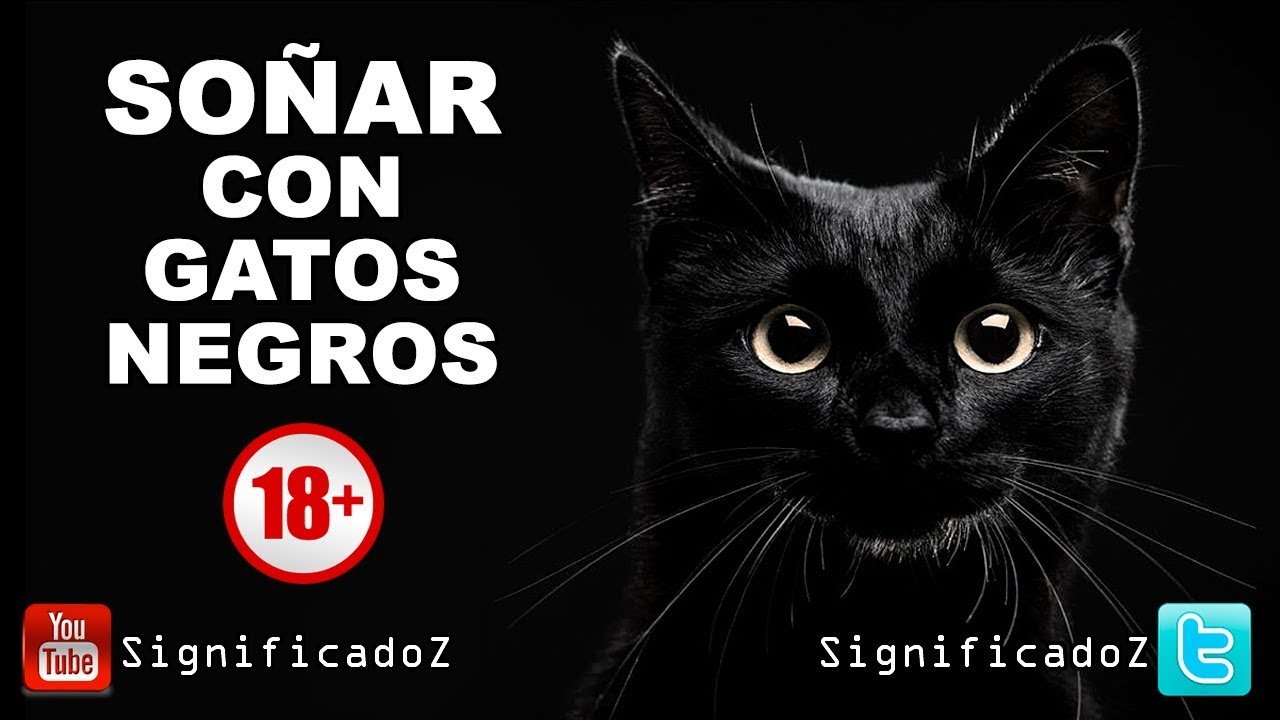 soñar con un gato negro que te mira