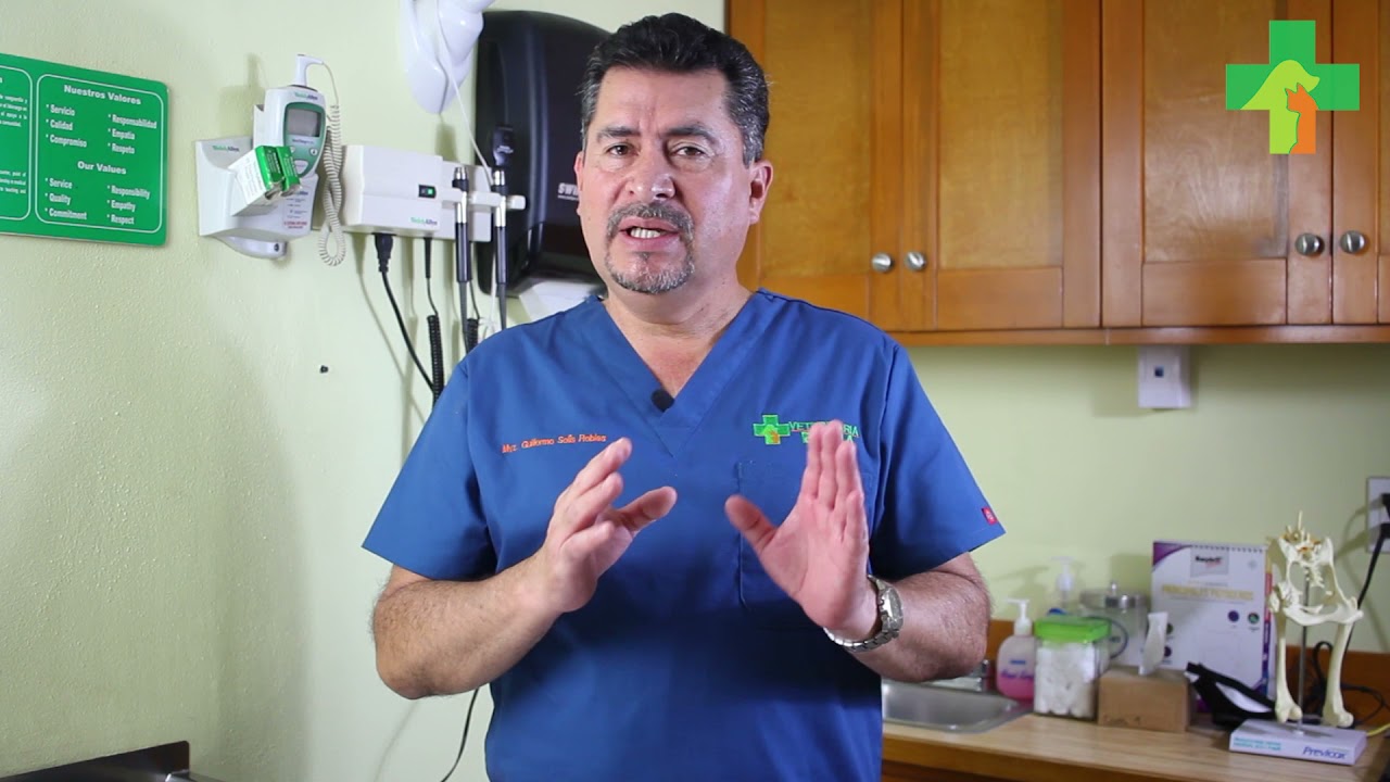 un perro de 12 años puede tener crías